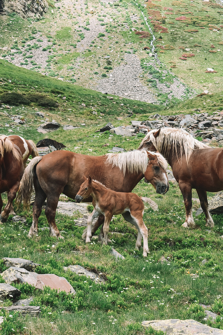 sweet family of horses