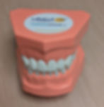 Miniature : Mâchoire de démonstration avec sa brosse à dents