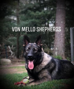 Maximus (Sire)