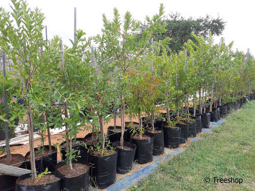 combretum-erythrophyllum-50l-bags-river-bushwillow