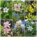 Collage of flowers of trees indigenous to Southern Africa