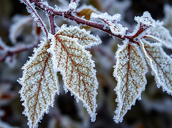  severe frost condition.jpeg