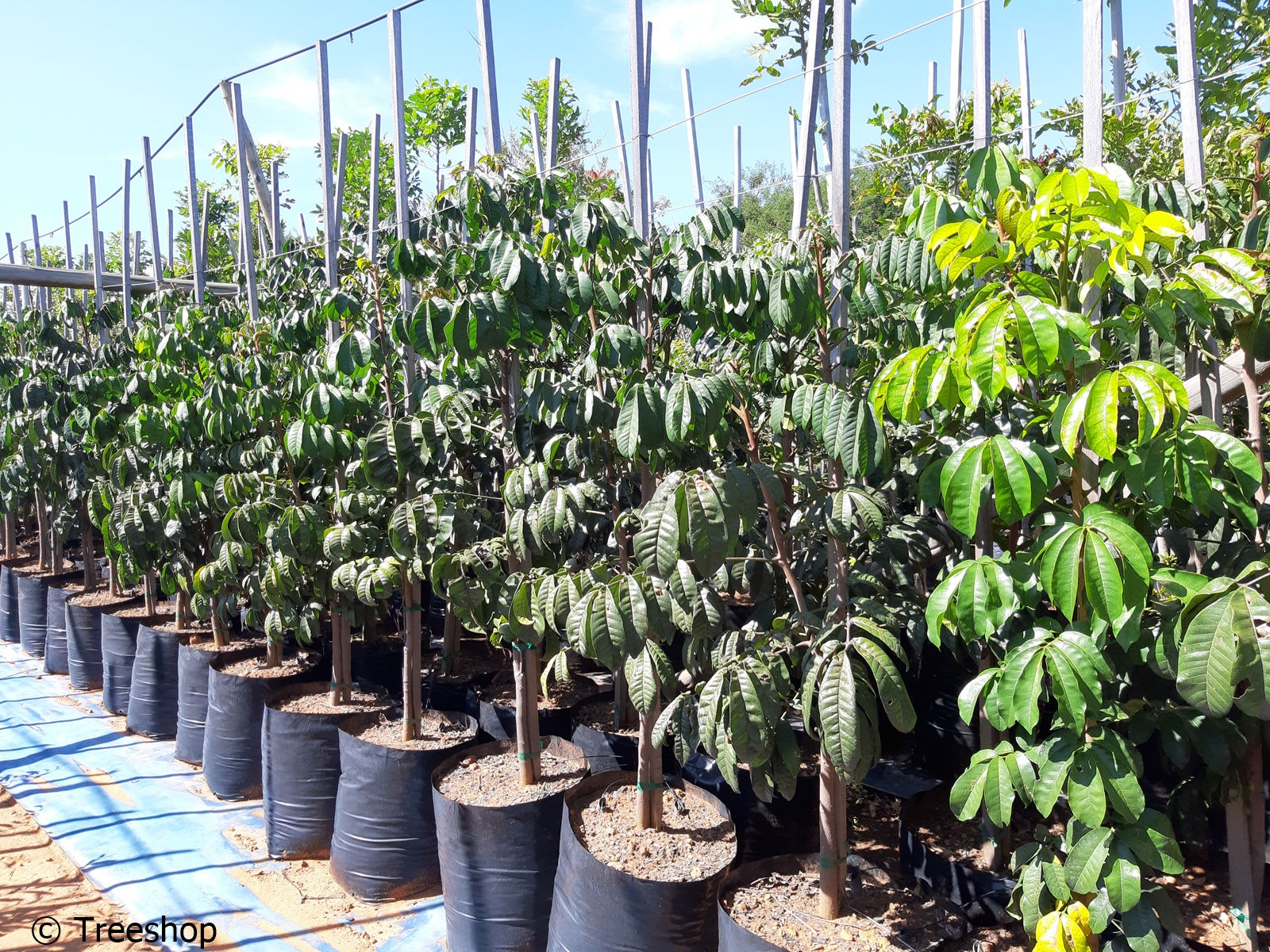 Trichilia emetica | Natal mahogany 50L for sale | Rooiessenhout