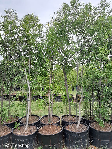 Busmans tea for sale in 100L | Boesmanstee | Catha edulis.jpg