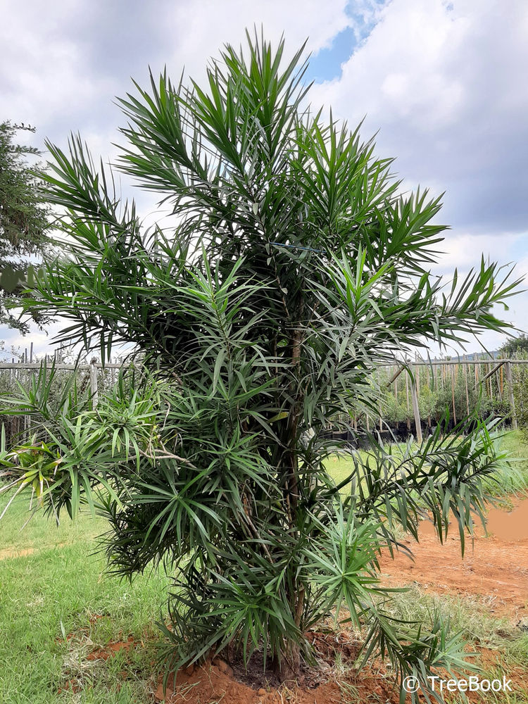 Best 5 trees for small gardens in South Africa | Treeshop