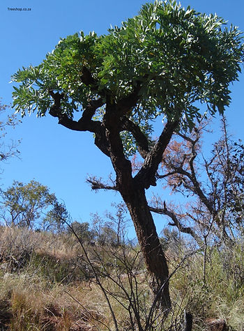 Vaalkiepersol | Cussonia transvaalensis. Waterberg