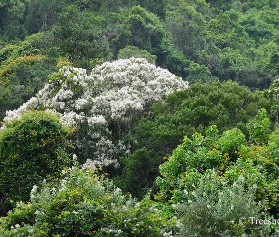 Image of a specimen Cape chestnut tree growing in the Knysna forest near Knysna. Knysna is a small town along the Garden Route in South Africa
