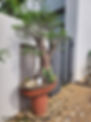 Image shows a large Baobab bonsai tree in a small garden set-up. #BaobabAfricanBonsai