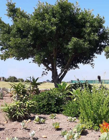 Podocarpus Afrocarpus latifolius | Real yellowwood | Evergreen