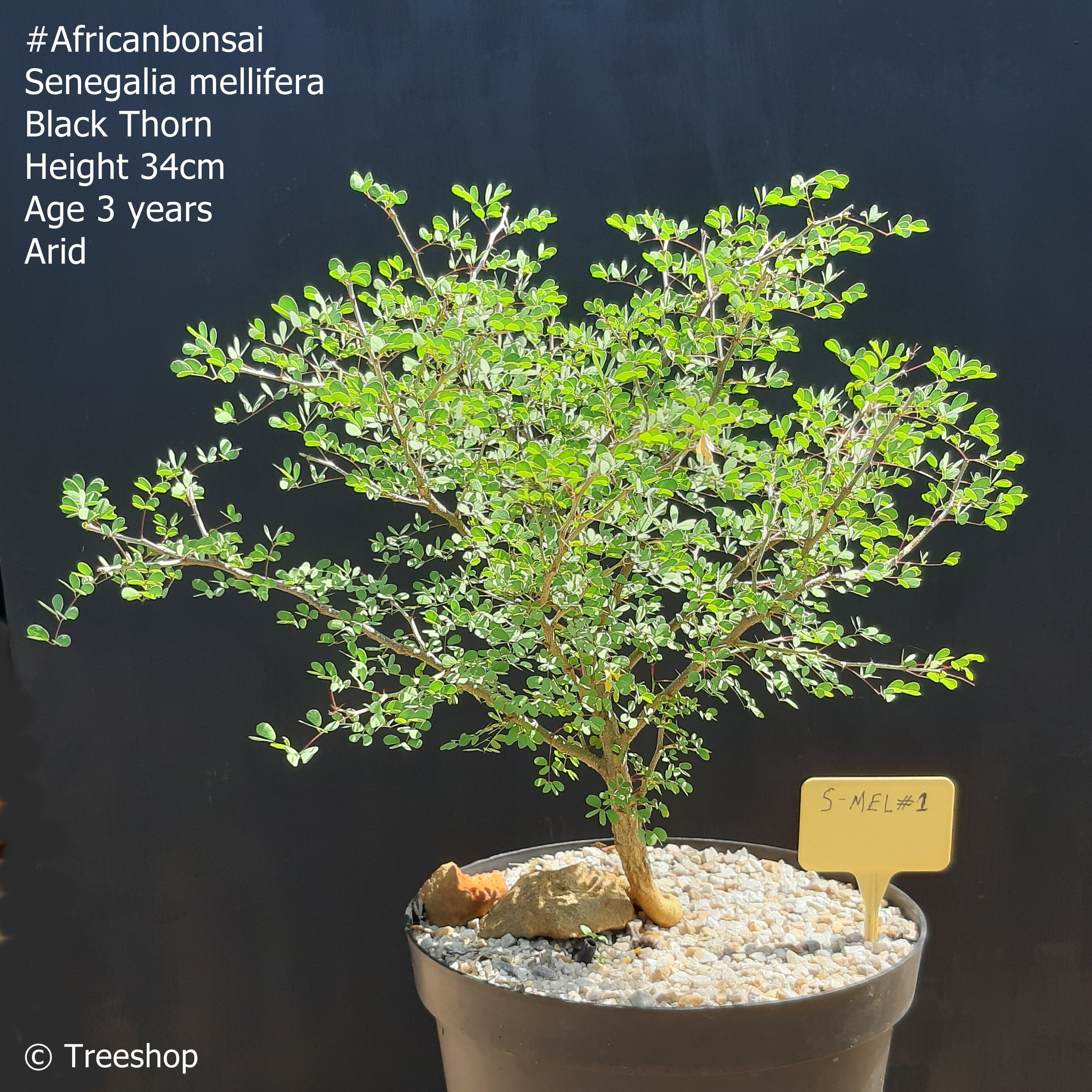 Black thorn African Bonsai trees for sale. Pretoria, South Africa