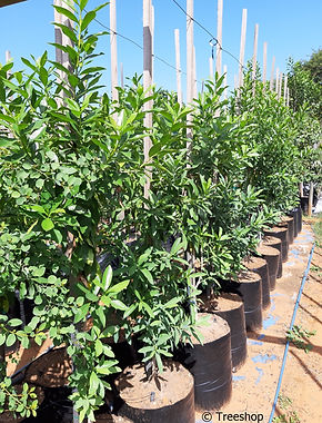 Pepper-bark tree for sale in 50L | Warburgia salutaris