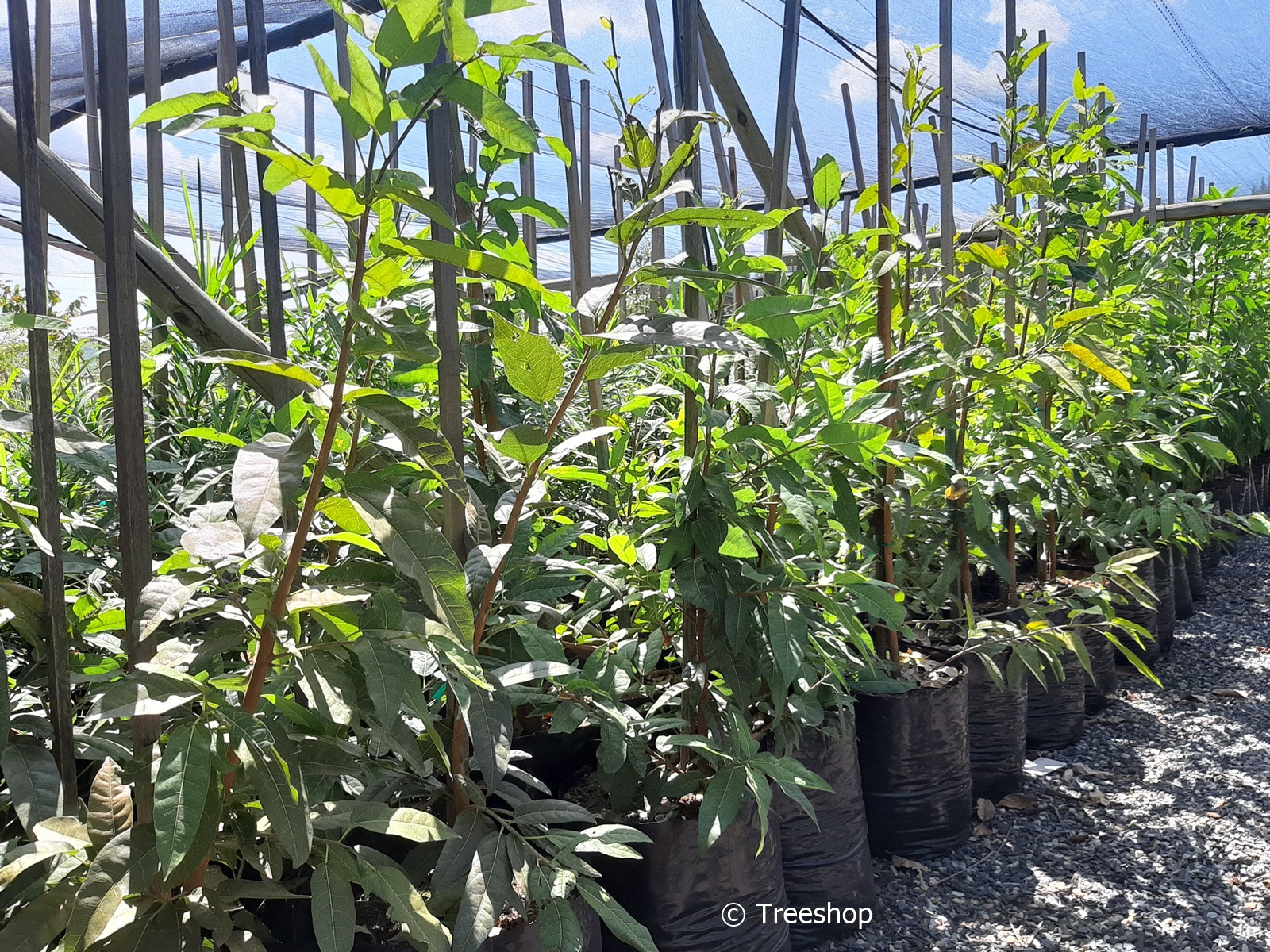 Buy Red leaved Fig Koop Rooiblaarvy Ficus Ingens Treeshop 