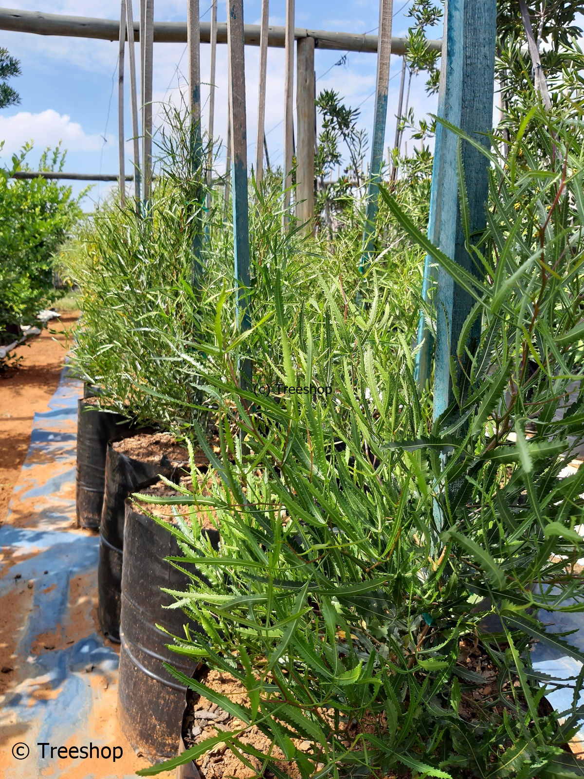 Searsia erosa | Broom karee for sale | 50L bags | Besemkaree