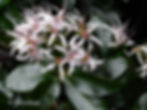 Flower of Calodendrum capense | Cape chestnut for sale | Wildekastaiing
