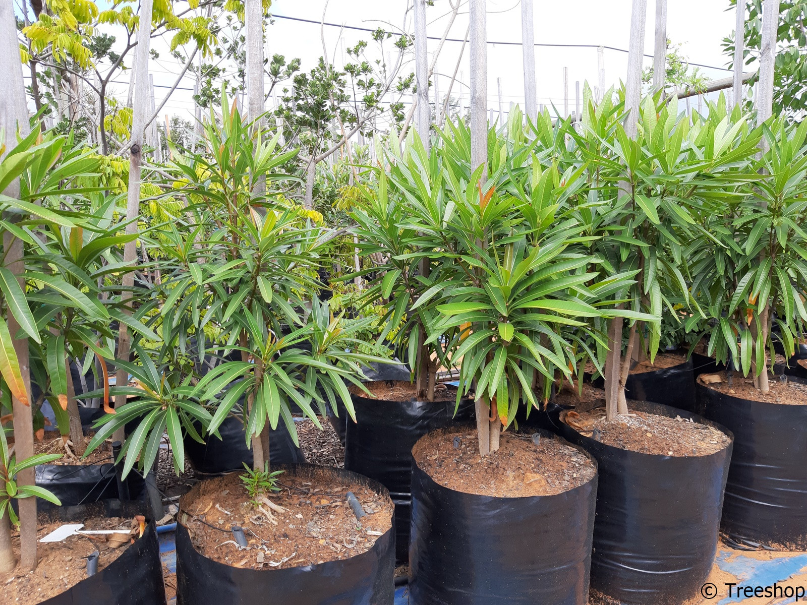 Buy Matumi, Koop Mingerhout, Breonadia salicina, indigenous trees