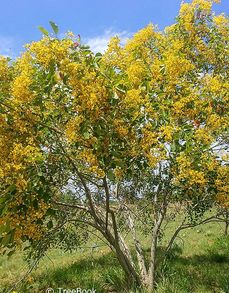 pterocarpus rotundifolius | Round-leaved teak | Striking yellow flowers in profusion.