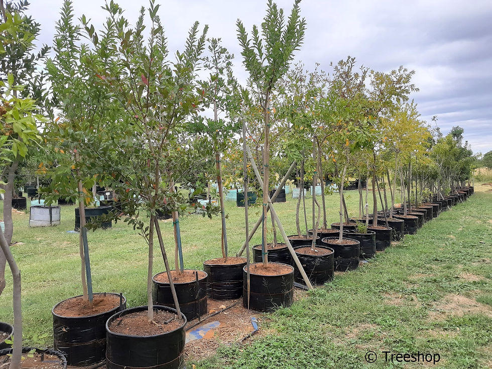 Combretum erythrophyllum | River bush-willow for sale | Riviervaderladswilg te koop