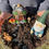Thumbnail: Fairy Garden Workshop