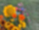 sunflower bucket.jpg