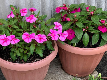 明るい色のお花の仲間入りとお花の成長　2019/6/28