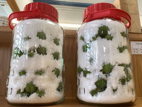 梅シロップ　2021/6/11