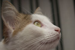 Série Pets