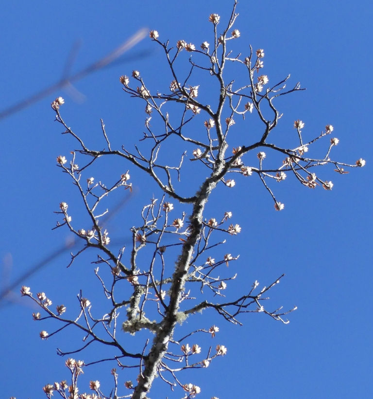 Thumbnail: Liriodendron tulipifera - Tulip Poplar