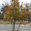 Thumbnail: Magnolia virginiana - Sweetbay Magnolia