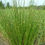Thumbnail: Juncus effusus - Soft Rush