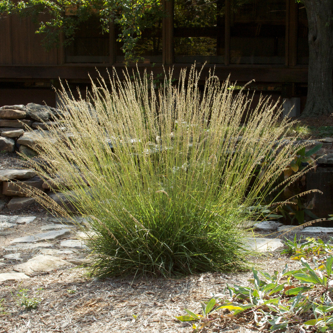 Bouteloua curtipendula- Sideoats Grama