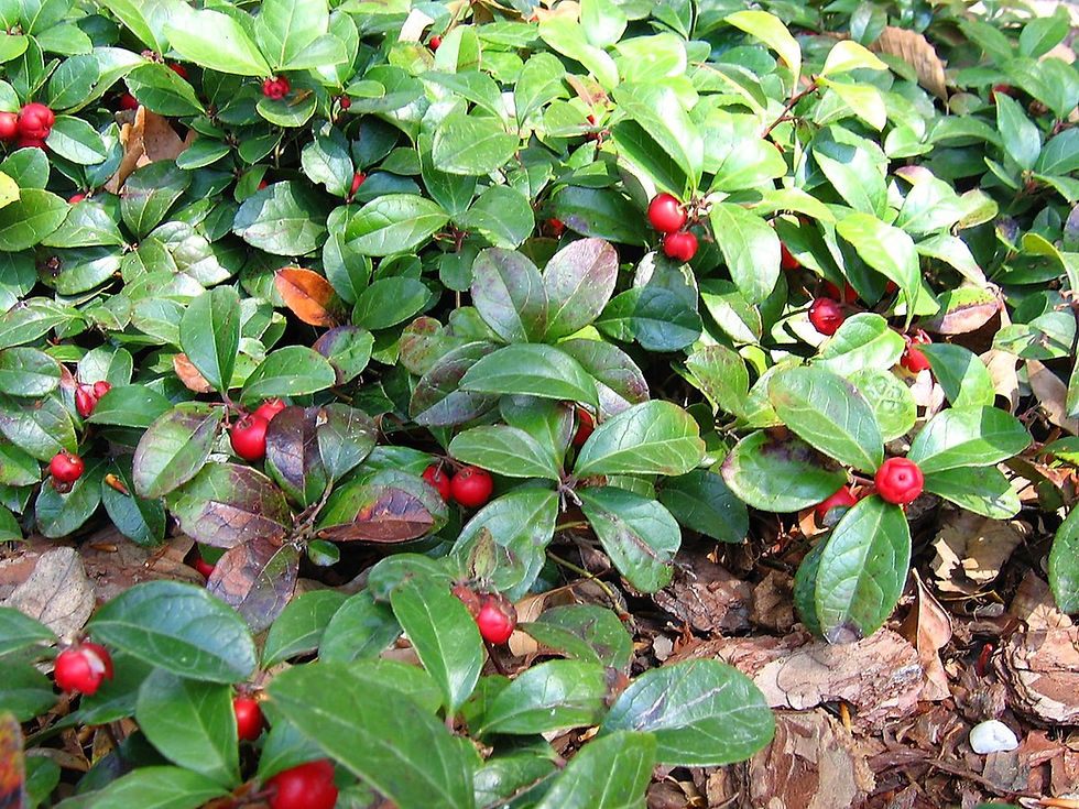 Thumbnail: Teaberries - Gaultheria procumbens