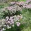 Thumbnail: Allium 'Summer Beauty'