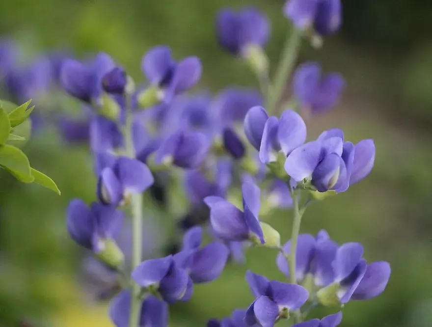 Baptisia australis - Wild Blue Indigo