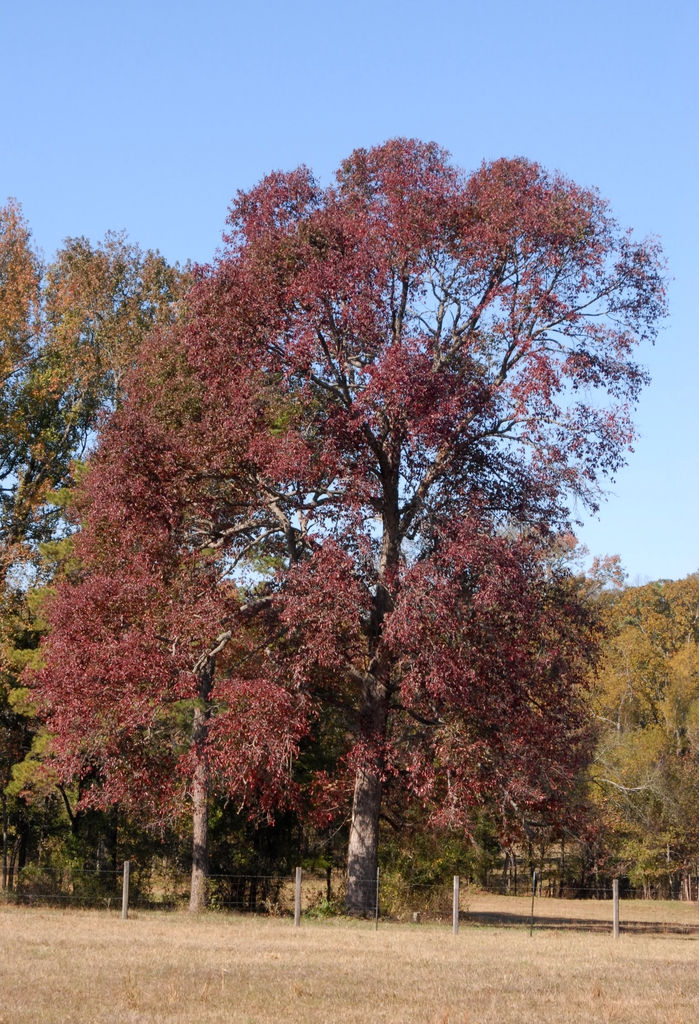 Thumbnail: Nyssa Sylvatica - Black Gum