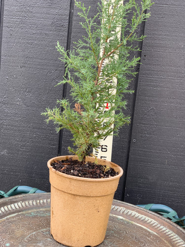 Eastern Red Cedar - Juniperus virginiana | Schroeder Gardens