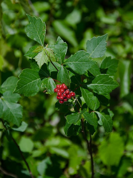 Thumbnail: Rhus aromatica - Fragrant Sumac