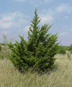 Thumbnail: Eastern Red Cedar - Juniperus virginiana