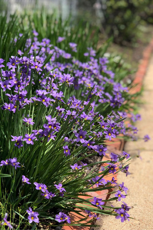 Sisyrinchium angustifolium 'Lucerene'- Narrow Leaved Blue Eyed Grass