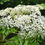 Thumbnail: Sambucus canadensis - Elderberry