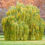 Thumbnail: Salix nigra - Black Willow