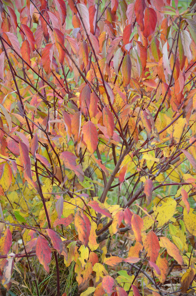 Thumbnail: Cornus amomum - Silky Dogwood