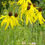 Thumbnail: Ratibida pinnata - Grayheaded Coneflower