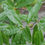 Thumbnail: Quercus phellos - Willow Oak