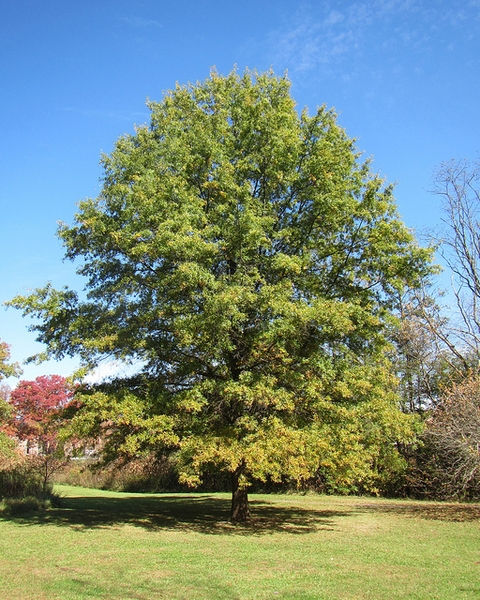 Thumbnail: Quercus phellos - Willow Oak