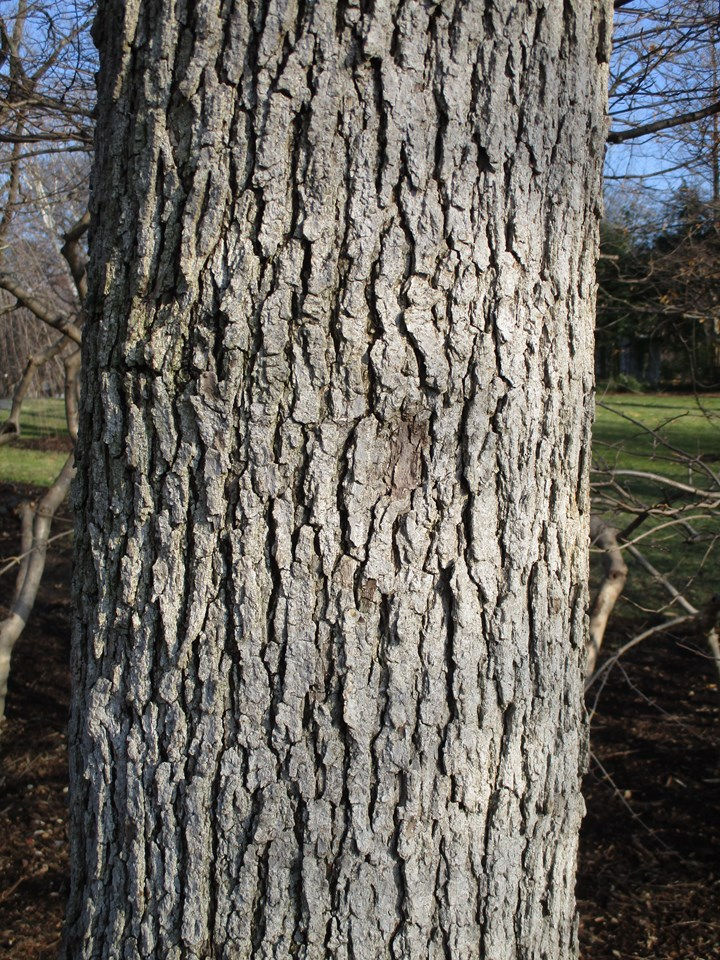 Thumbnail: Nyssa Sylvatica - Black Gum