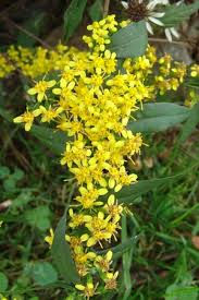 Thumbnail: Solidago caesia - Blue Stem Goldenrod