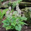 Thumbnail: Tiarella cordifolia - Foam Flower