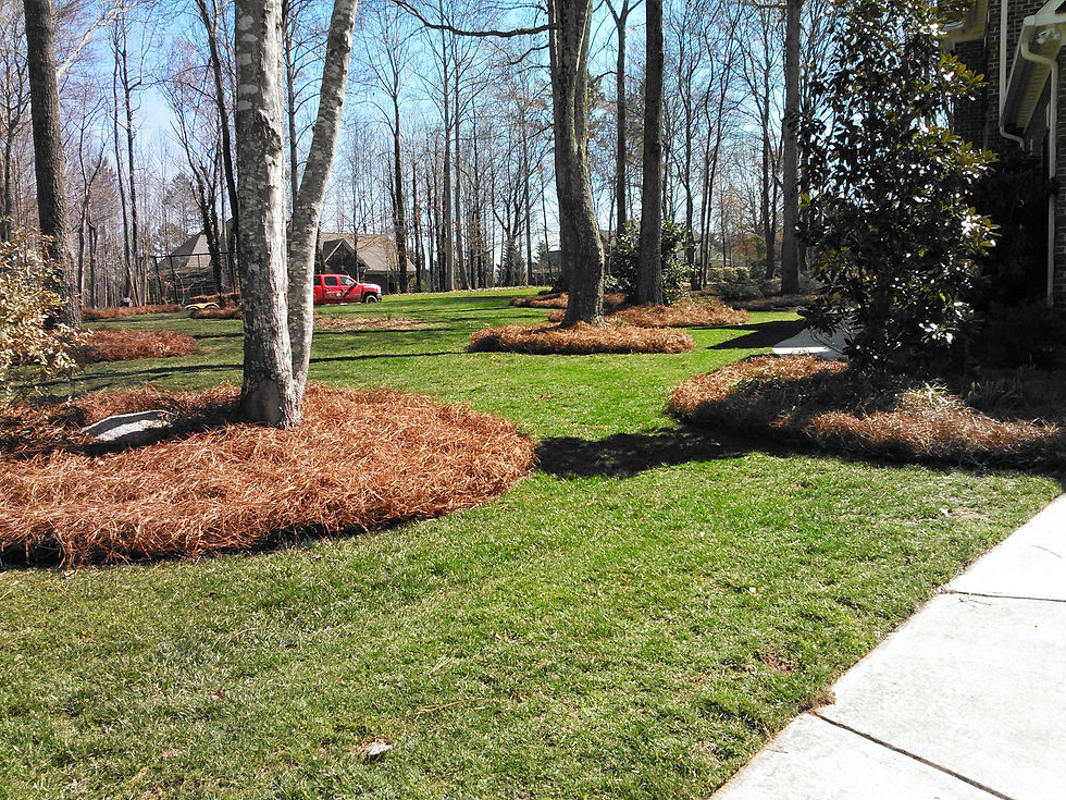 Thumbnail: Longleaf Pine Straw Bale