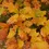 Thumbnail: Quercus bicolor - Swamp White Oak