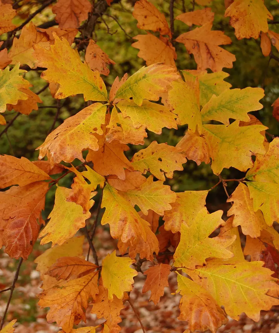 Thumbnail: Quercus bicolor - Swamp White Oak